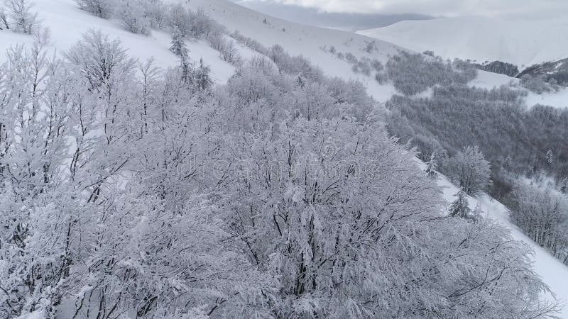 Zimowy krajobraz górski z drzewami pokrytymi śniegiem