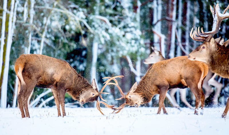 Zimowy krajobraz zwierząt dzikich Dwóch młodych szlachetnych jeleni Cervus elaphus bawiących się i walczących z rogami w śniegu k obrazy stock Zimowy krajobraz zwierząt dzikich Dwóch młodych szlachetnych jeleni Cervus elaphus bawiących się i walczących z rogami w śniegu k obrazy stock