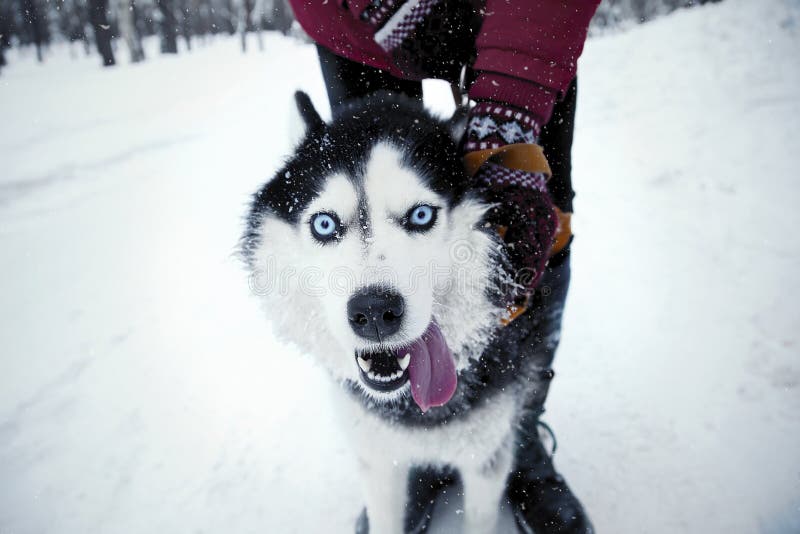 Zimy husky pies z śmieszną twarzą obrazy royalty free Zimy husky pies z śmieszną twarzą obrazy royalty free