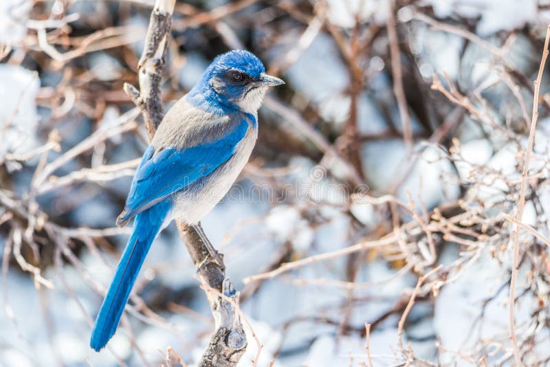 Zimy ptasia fotografia - błękitny ptak na śniegu zakrywał krzaka drzewa
