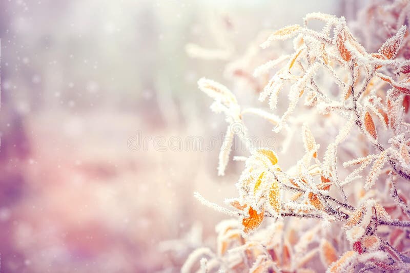 Zimy tło z śniegiem rozgałęzia się drzewnych liście fotografia stock