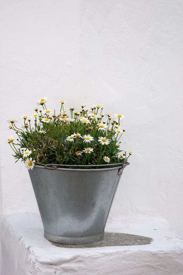Zinc bucket of daisies on white walls