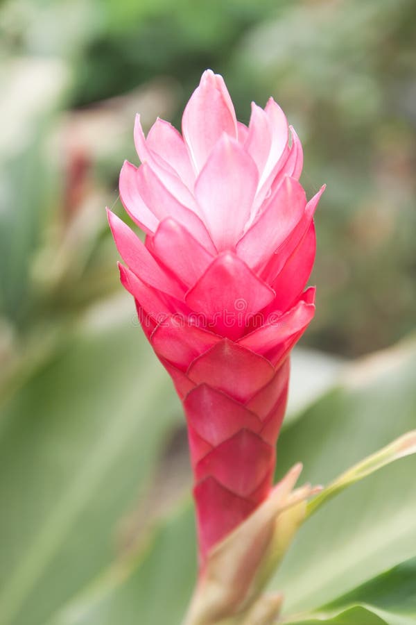 Zingiber officinale Roscoe (ZINGIBERACEAE) (Thai Ginger)