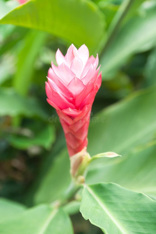 Zingiber officinale Roscoe (ZINGIBERACEAE) (Thai Ginger)