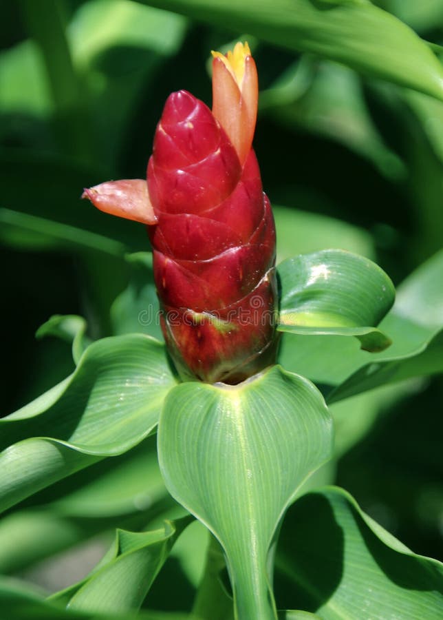 Zingiber Zerumbet Plant Also Known As Bitter Ginger Or