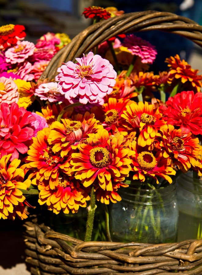 Fresh Cut Zinnias stock image. Image of farmers, bloom 15594981