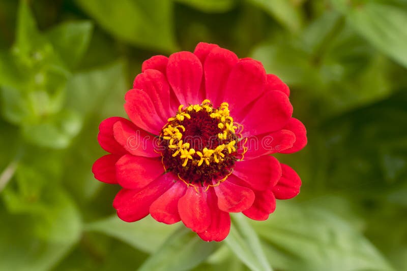 Zinnia Elegans, Known As Youthandage Flower Stock Photo Image of