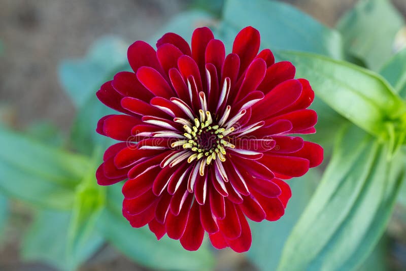 Zinnia elegans o vista superiore del fiore rosso del gigante di Benarys di zinnia immagine stock Zinnia elegans o vista superiore del fiore rosso del gigante di Benarys di zinnia immagine stock