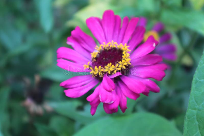 Zinniaflower, Beautiful Fresh Zinnia Flowers on the Stem Stock Image