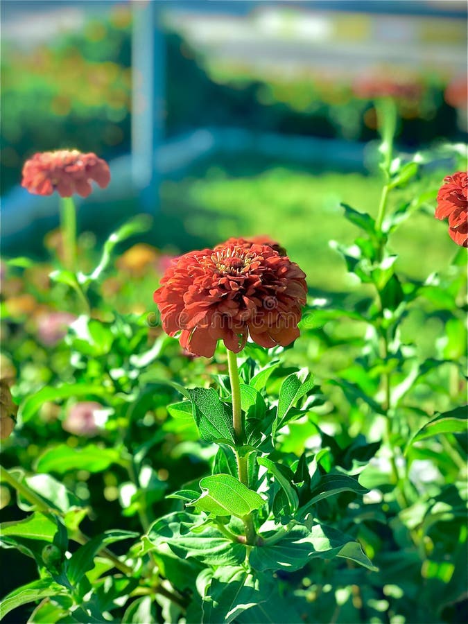 Zinnia, Flower, Bloom, Green Leaf, Plant,selected Focus,blur Image ...