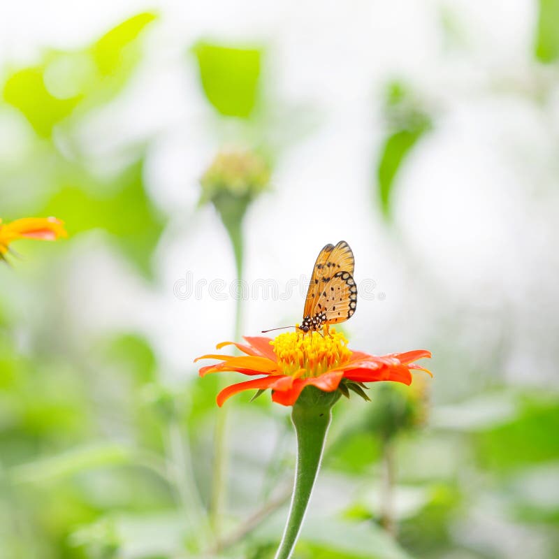 Zinnia Flower and Butterfly Stock Image Image of elegans, nature