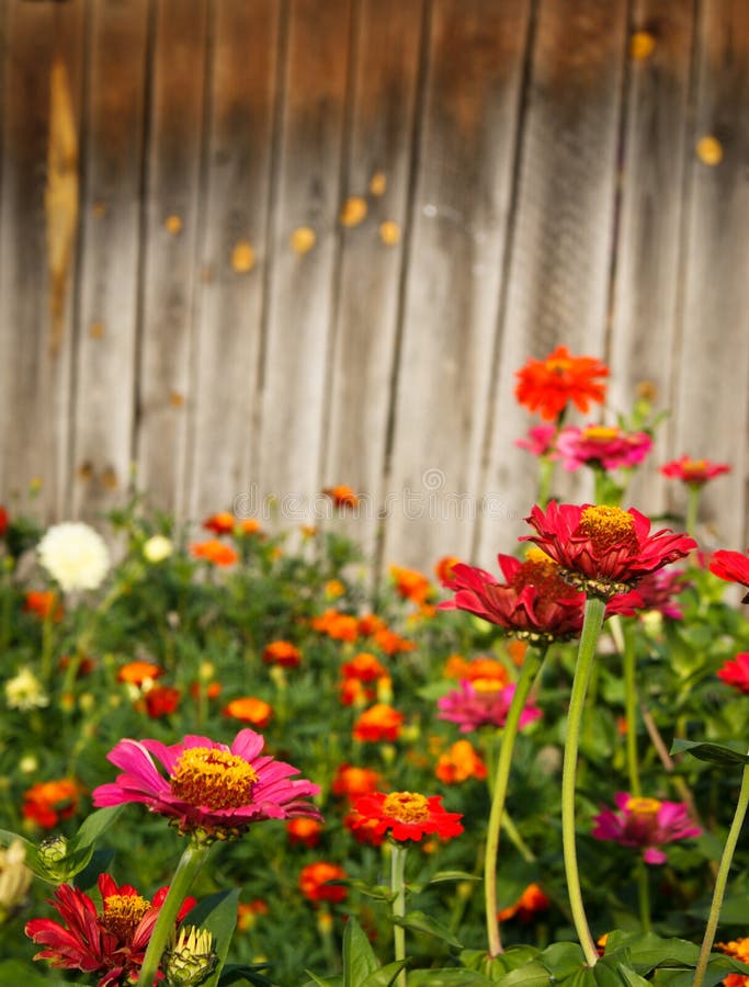 zinnia flowers against wooden background