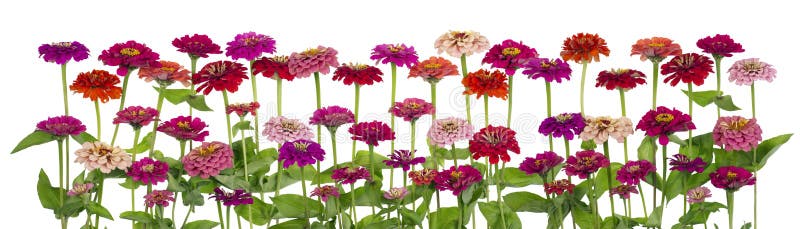 Zinnia flowers big isolated border stock photography