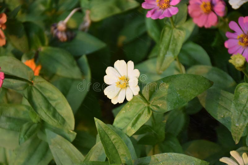 Zinnia flower stock image. Image of decor, leaf, head 171182593