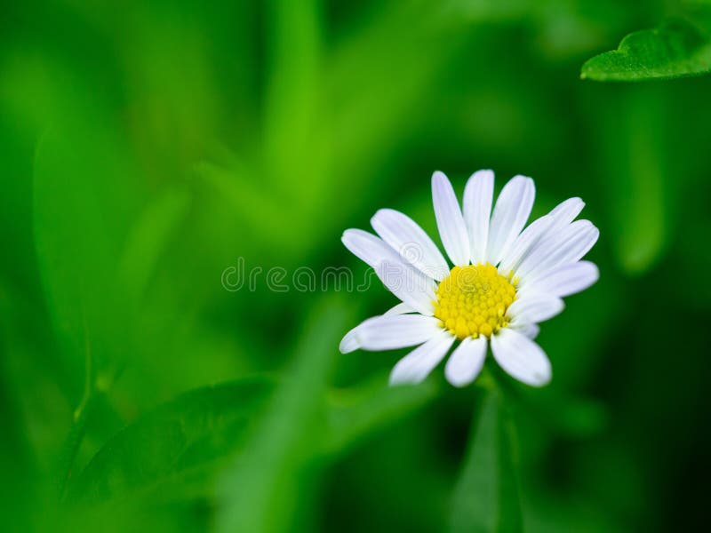 Zinnia, weiße Blumen für Hintergrund Weißer Narrowleaf-Zinnia oder klassischer Zinnia Zinnia Angustifolia Kunth blüht mit Grün lizenzfreie stockbilder Zinnia, weiße Blumen für Hintergrund Weißer Narrowleaf-Zinnia oder klassischer Zinnia Zinnia Angustifolia Kunth blüht mit Grün lizenzfreie stockbilder