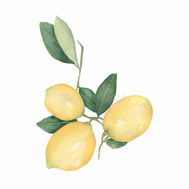 Zitronen verzweigen sich lokalisiert auf weißem Hintergrund Hand gezeichnete Aquarellillustration Frische Zitrone mit grünen Blät lizenzfreie abbildung