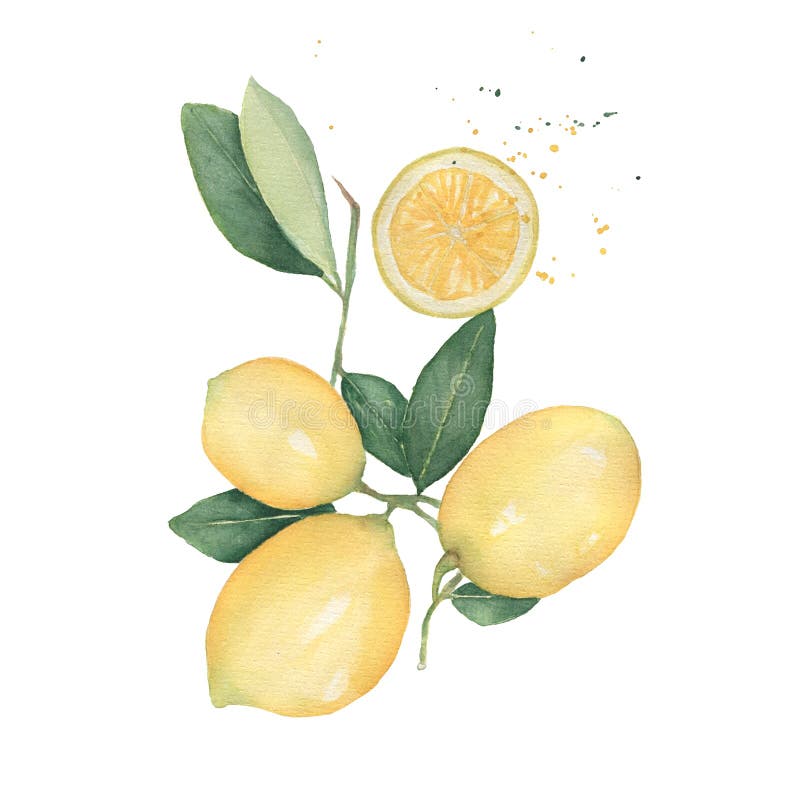 Zitronen verzweigen sich und Hälfte mit spritzt vom Aquarell, das auf weißem Hintergrund lokalisiert wird Hand gezeichnete Aquare stock abbildung