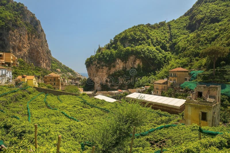 Zitronenbaumplantagen, Amalfi, Golf von Salerno, Italien lizenzfreie stockbilder Zitronenbaumplantagen, Amalfi, Golf von Salerno, Italien lizenzfreie stockbilder