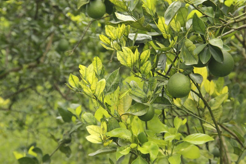 Zitrusfrucht, die HLB huanglongbing ist kranke Blätter und Früchte des gelben Drachen grünt
