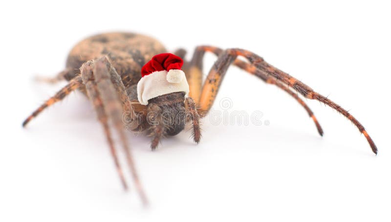 Zitterspinne lokalisiert in einem Santa Claus-Hut stockfoto Zitterspinne lokalisiert in einem Santa Claus-Hut stockfoto