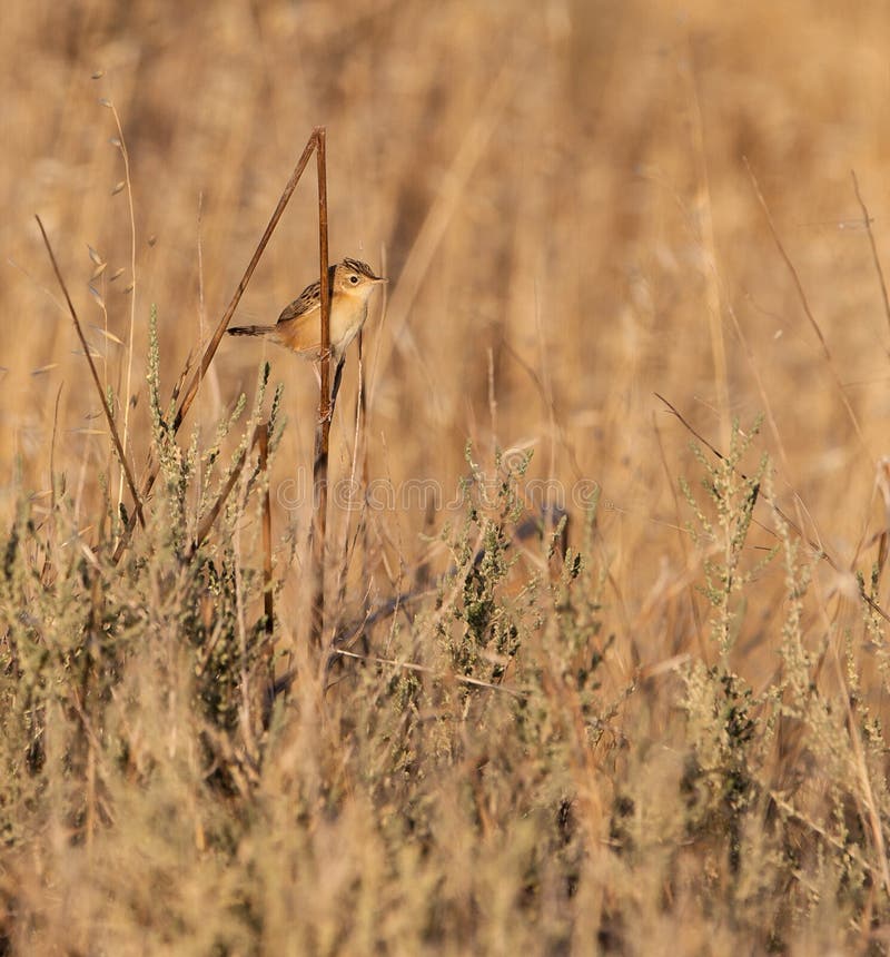 Zitting Cisticola