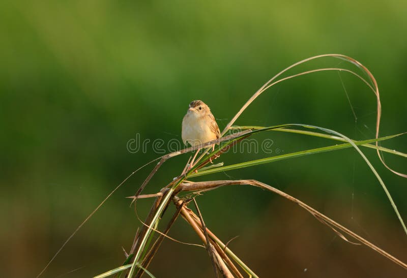 Zitting Cisticola (juncidis de Cisticola) foto de archivo Zitting Cisticola (juncidis de Cisticola) foto de archivo