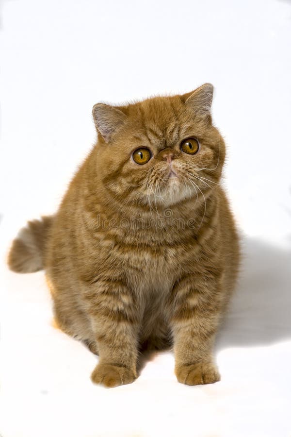 Zitting van het rassen de exotische Shorthair van het roodharigekatje op witte achtergrond royalty-vrije stock foto Zitting van het rassen de exotische Shorthair van het roodharigekatje op witte achtergrond royalty-vrije stock foto