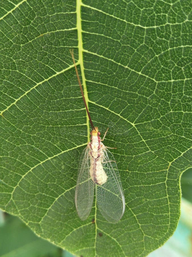 Zlatoglazka lacewing жука с прозрачными openwork крыльями и длинным усиком сидит на зеленом листе смокв место для записи стоковые изображения rf Zlatoglazka lacewing жука с прозрачными openwork крыльями и длинным усиком сидит на зеленом листе смокв место для записи стоковые изображения rf