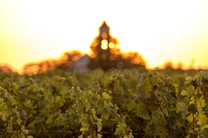 Zmierzch nad winnicami Montagne blisko Saint Emilion Gironde, Aquitaine obrazy stock Zmierzch nad winnicami Montagne blisko Saint Emilion Gironde, Aquitaine obrazy stock