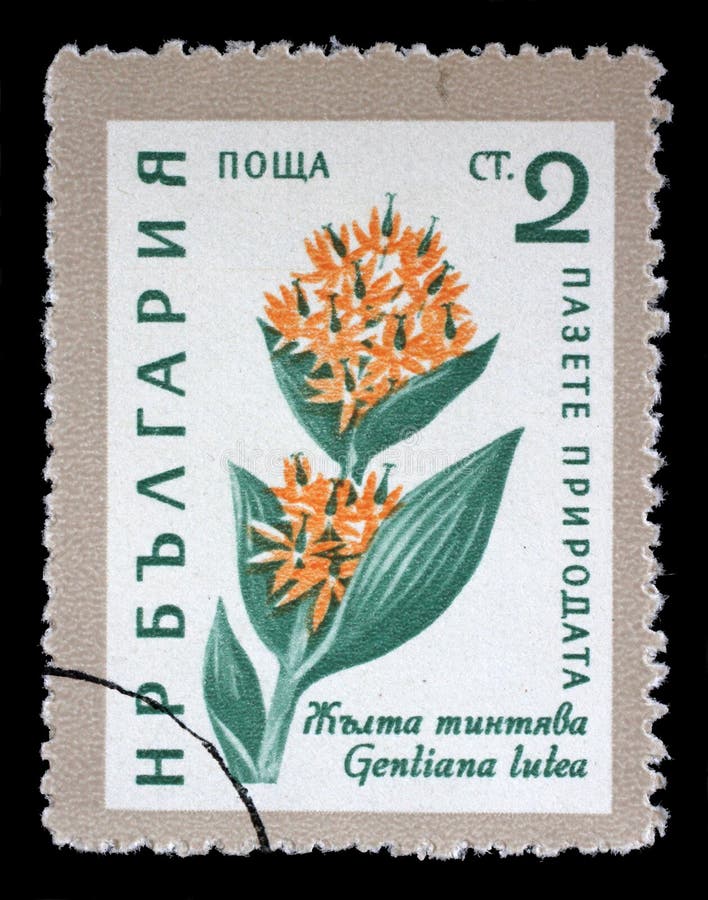 Znaczek drukujący w Bułgaria przedstawień lutea Gentiana kwiacie zdjęcia stock Znaczek drukujący w Bułgaria przedstawień lutea Gentiana kwiacie zdjęcia stock