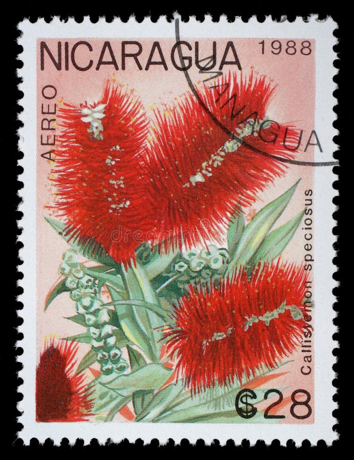 Znaczek drukujący w Nikaragua pokazuje Callistemon speciosus zdjęcia royalty free Znaczek drukujący w Nikaragua pokazuje Callistemon speciosus zdjęcia royalty free
