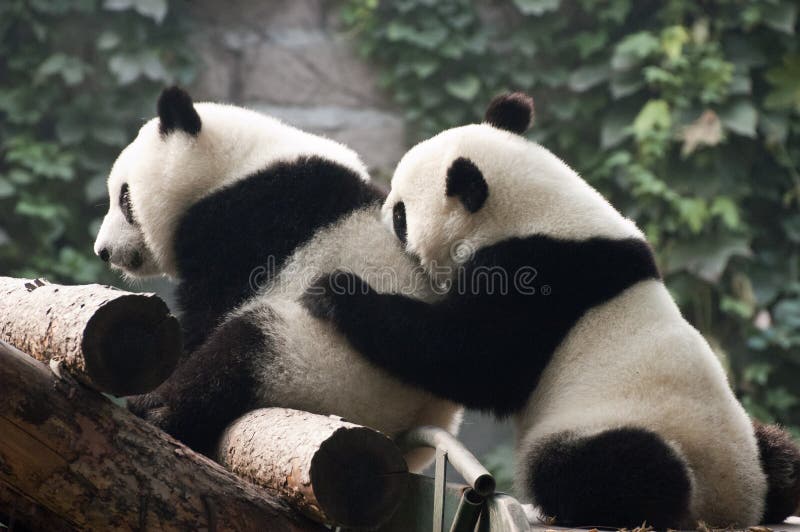 Znosi Beijing porcelanowego lisiątka ślicznego gigantycznej pandy sztuka zoo