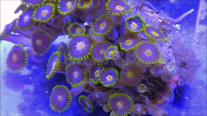 Zoanthid zachte koralen
