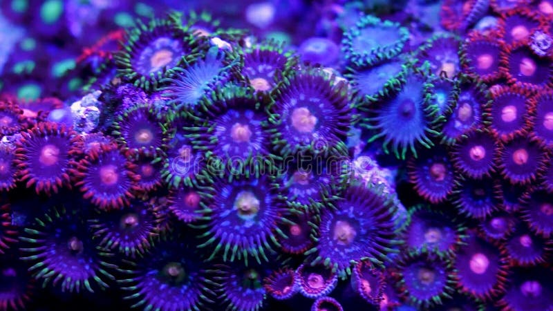 Zoanthid zachte koralen onder water