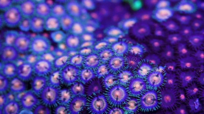 Zoanthid zachte koralen onder water