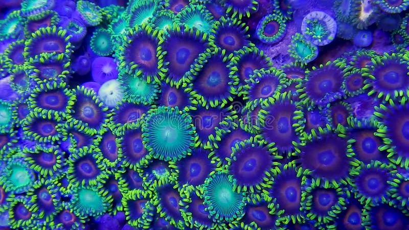 Zoanthid zachte koralen