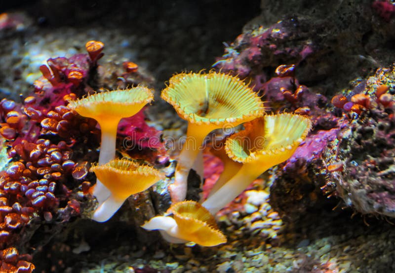 Zoanthids (order Zoantharia also called Zoanthidea), sea anemones in a marine aquarium