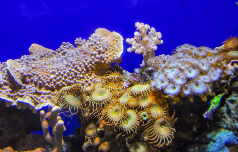 Zoanthids (Zoantharia also called Zoanthidea), sea anemones in a marine aquarium