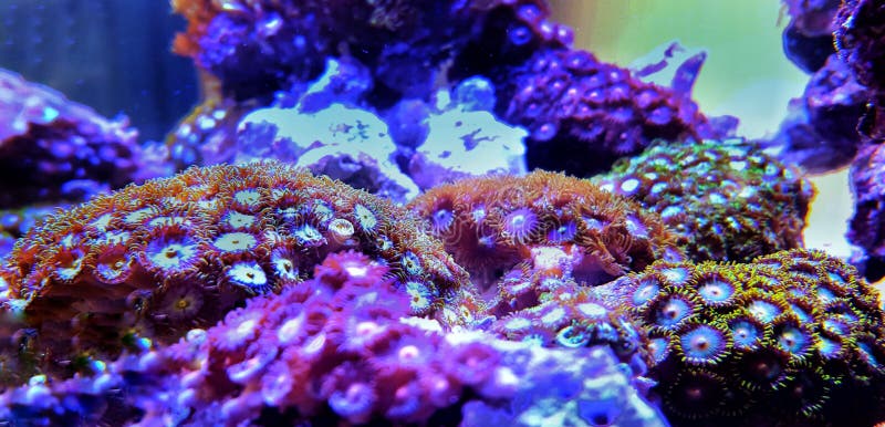 Zoanthus Polyps Colony Coral in Reef Aquarium Tank Stock Image - Image ...