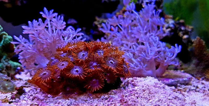 Zoanthus Polyps Colony Soft Coral in Reef Aquarium Tank Stock Photo - Image of animal, aquatic: 135744954 Zoanthus Polyps Colony Soft Coral in Reef Aquarium Tank Stock Photo - Image of animal, aquatic: 135744954