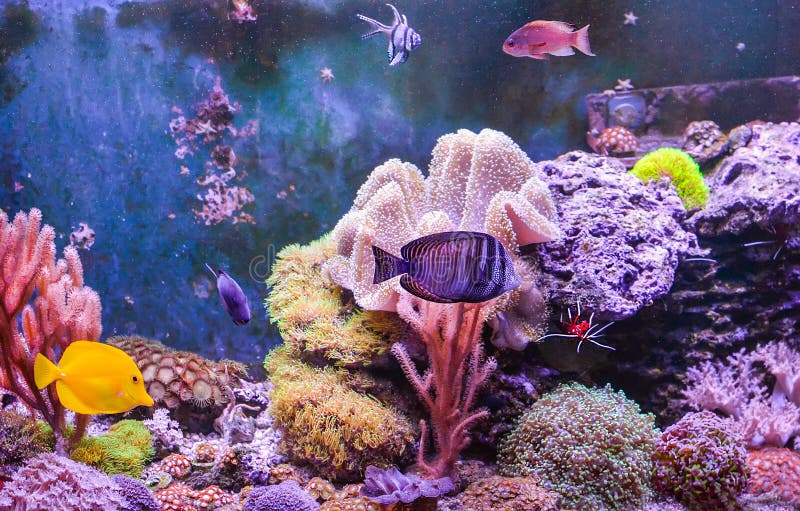 Reef tank, marine aquarium full of fishes and plants. Tank filled with water for keeping live underwater animals. stock image Reef tank, marine aquarium full of fishes and plants. Tank filled with water for keeping live underwater animals. stock image