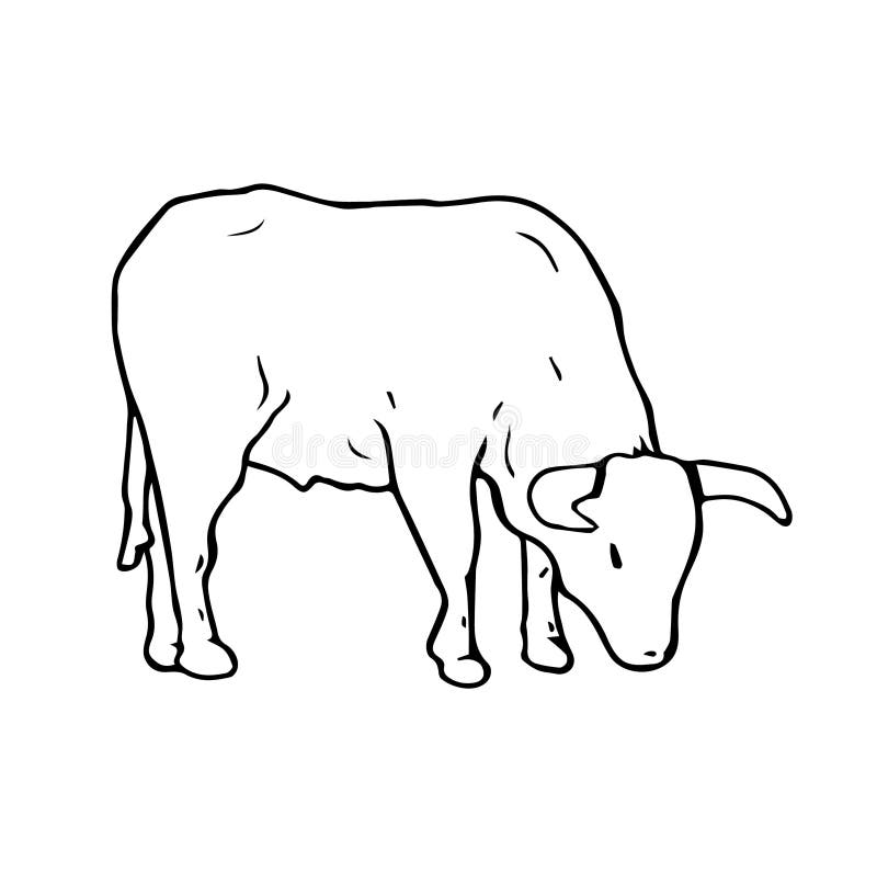 Bull with Horns Standing with Head Down. Male Cow Outline Sketch ...