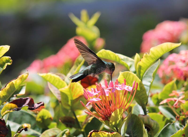 zoemende vogelsmaragd in het Caraïbische voeden op nectar van bloem royalty-vrije stock afbeelding zoemende vogelsmaragd in het Caraïbische voeden op nectar van bloem royalty-vrije stock afbeelding