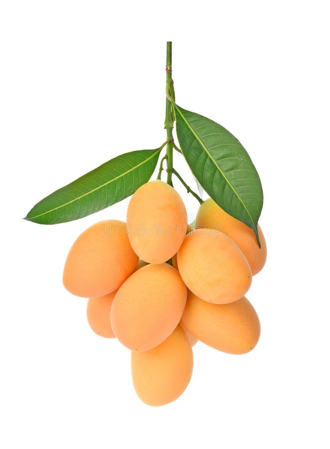 Zoet Marian pruim Thais fruit mayongchid op witte achtergrond stock foto's Zoet Marian pruim Thais fruit mayongchid op witte achtergrond stock foto's