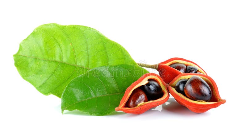 Zoete kastanjes (Sterculia-monosperma) op witte achtergrond stock afbeeldingen Zoete kastanjes (Sterculia-monosperma) op witte achtergrond stock afbeeldingen