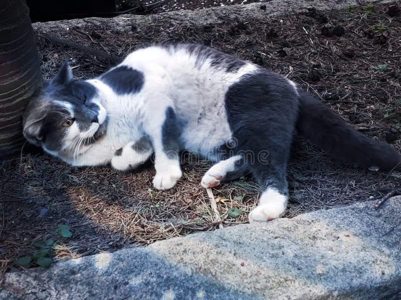 Zoete kat bij de begraafplaats royalty-vrije stock fotografie Zoete kat bij de begraafplaats royalty-vrije stock fotografie
