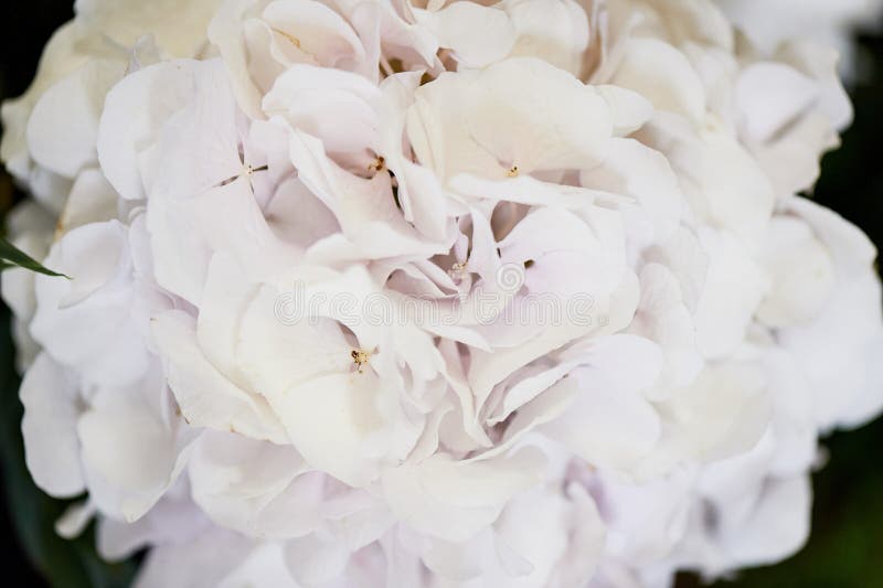 Zoete kleurenhydrangea hortensia's in zachte en onduidelijk beeldstijl op document textuur voor achtergrond stock afbeeldingen Zoete kleurenhydrangea hortensia's in zachte en onduidelijk beeldstijl op document textuur voor achtergrond stock afbeeldingen