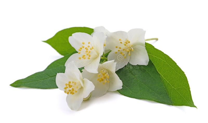 Zoete mock orange bloemen stock foto