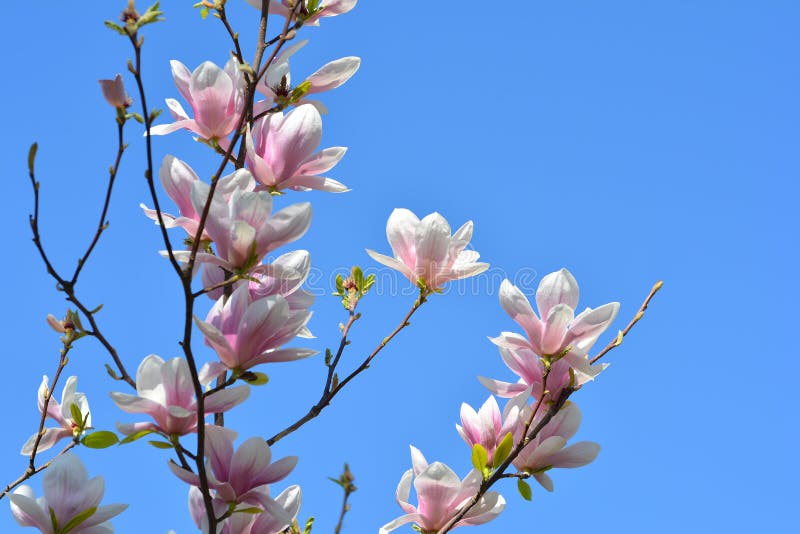 Zoete roze bloemen bloeiende magnolia in de de lentetuin Bloss royalty-vrije stock foto Zoete roze bloemen bloeiende magnolia in de de lentetuin Bloss royalty-vrije stock foto