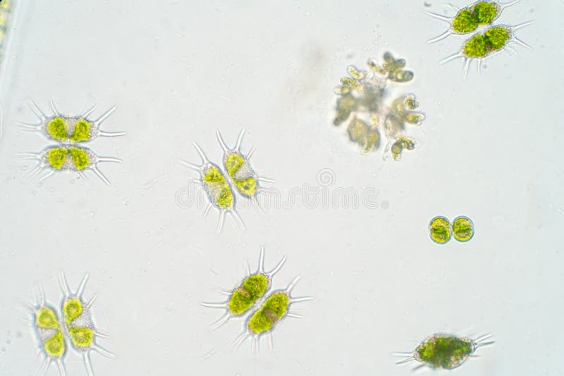 Zoetwater aquatisch plankton onder microscoopmening